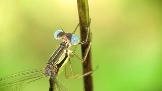 How to Capture Close Up Macro Dragonfly Photographs [Raynox DCR-150 Macro Lens]