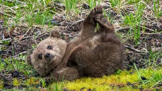 Grizzly Cubs of the Year Playing and Exploring Canada's Rockies