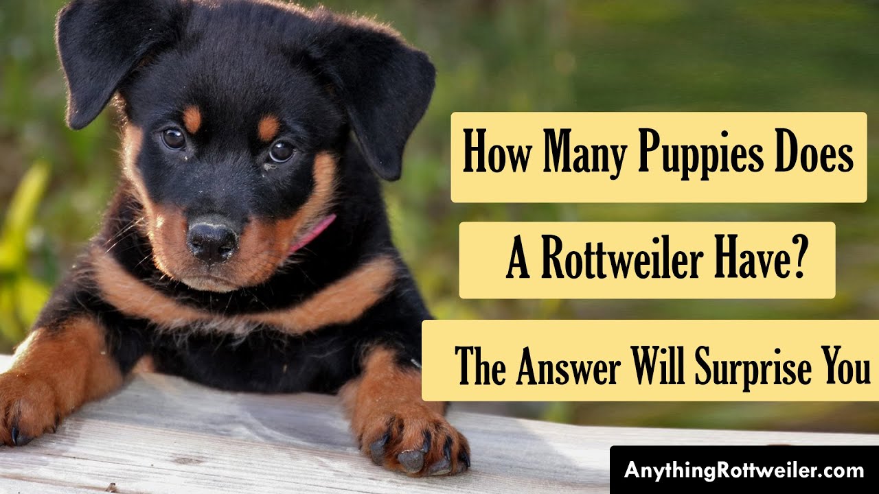 How Many Puppies Does A Rottweiler Have? The Answer Will Surprise You