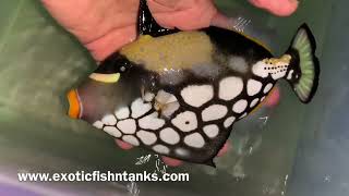 “AWESOME” Jumbo Maldivian Clown Triggers!