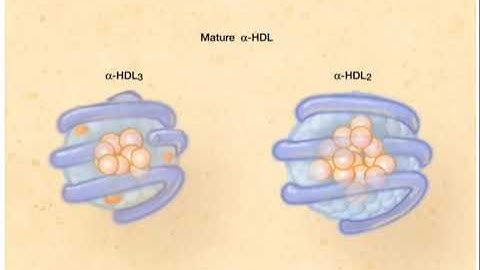 Reverse Cholesterol Transport and HDL Metabolsim-Overview