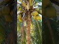 Coconut Tree with so many Fruits #shorts #coconut #tree #fruits #nature