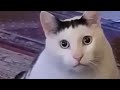 Funny cats  newest cute kitten 2024  cats vn