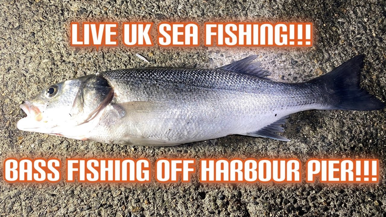 Live Shore Fishing Sea Fishing UK Guernsey Harbour 🇬🇬 YouTube