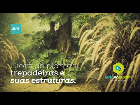 Vídeo: Reprodução Nemesia: Aprenda a propagar plantas Nemesia