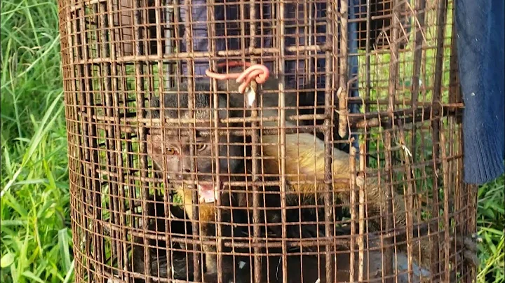 Look what Happen monkey gone (Beze Hunting)