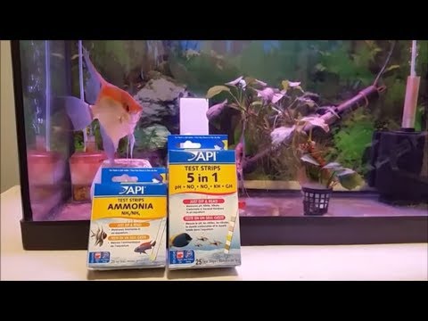 Most important aquarium