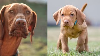 BEST VIZSLA PUPPY DOG COMPILATION 2022  Try Not To Laugh