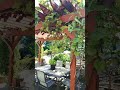 breakfast under the pergola #foodie #breakfast #shorts
