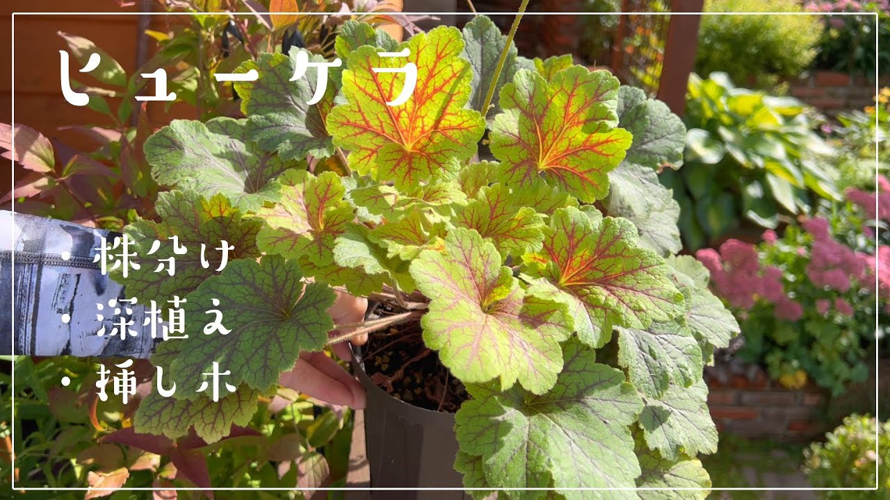 [お庭紹介] ヒューケラの株分けと深植えと挿し木