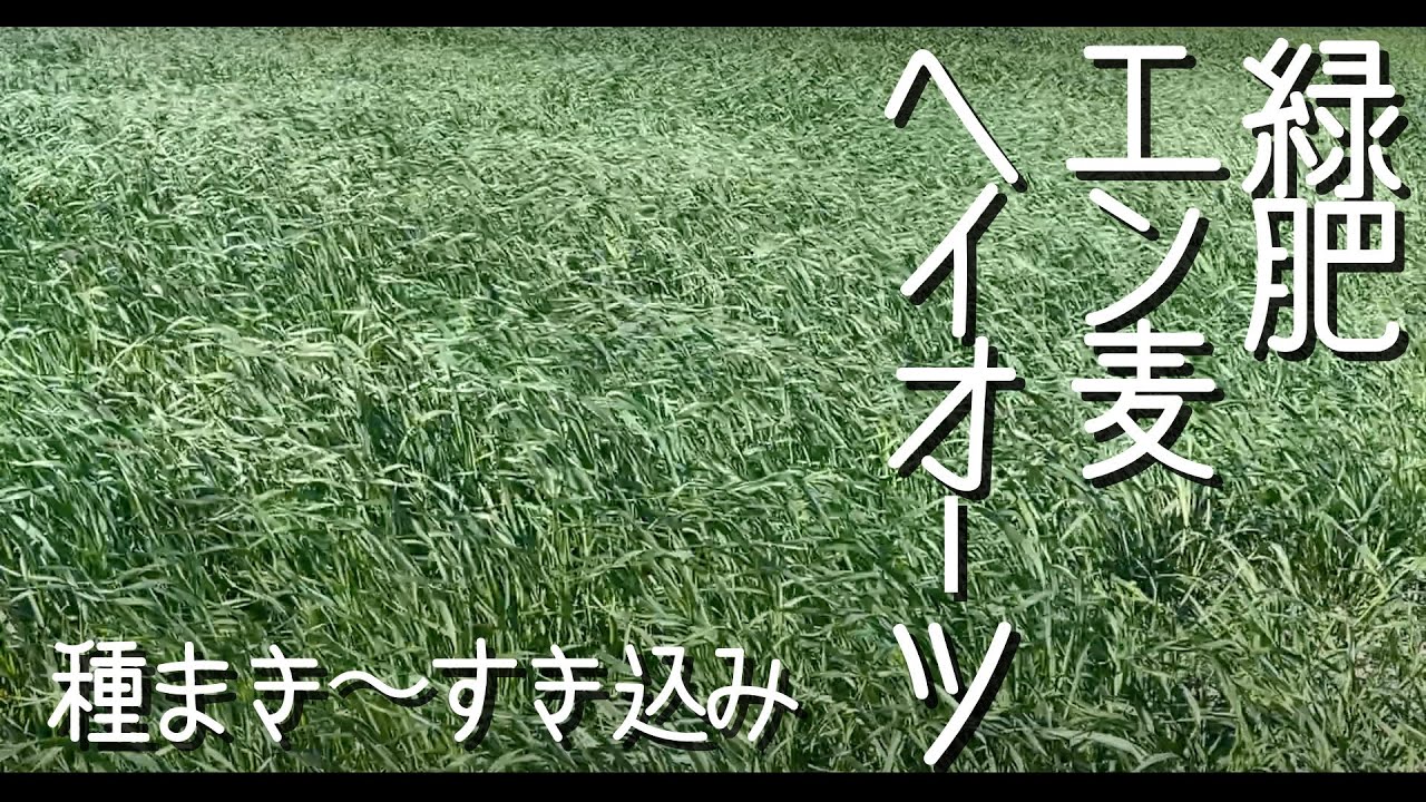 緑肥「エン麦」種まきからすき込みまで時系列