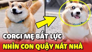 Corgi mẹ BẤT LỰC nhìn con mình 'TRẺ TRÂU' đang QUẬY BANH NHÀ  | Yêu Lu