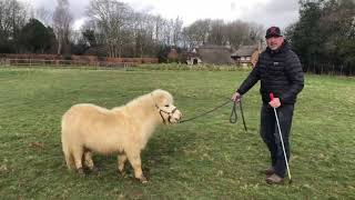 Aggressive miniature horse bites! Lets see if I can help!?