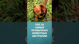 Топ-10 Самых Необычных Животных Австралии #Шортс #Топ10 #Ютубшортс #Shorts  #Австралия #Животные