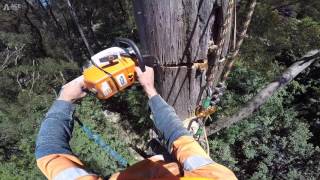 Tree Climbing Australia