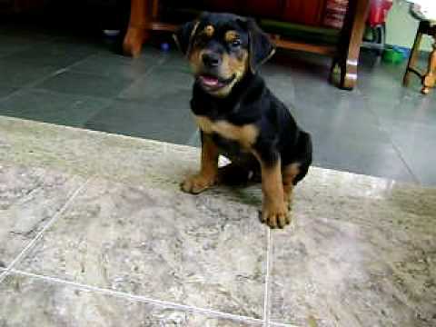 Uma Mistura D Cane Corso Com Rottweiler Youtube