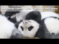 Baby Panda Yawning While Staring At The Camera | iPanda