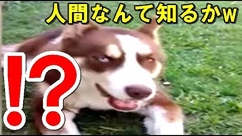 تحميل ご主人様とペット Mp4 Mp3 تحميل ご主人様とペット Mp4 Mp3