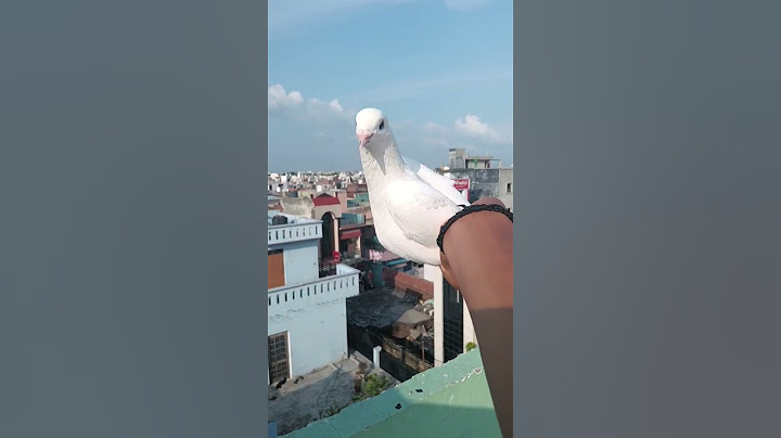 pigeon fact 😅 #pigeon #kabootar #kabutar #birds #knowledge #new #fact #factsmine #bird #kabootarloft