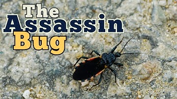 The Assassin Bug: A Deadly Hunter in the Insect World