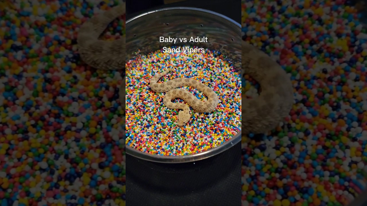 Baby sand vipers vs Adult sand vipers. 