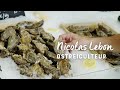 Les artisans de lexcellence  nicolas lebon ostriculteur