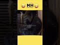 #funnyshorts #funnyvideos