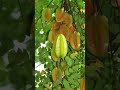 ♒ STAR FRUITS #starfruit #shorts | GiLO