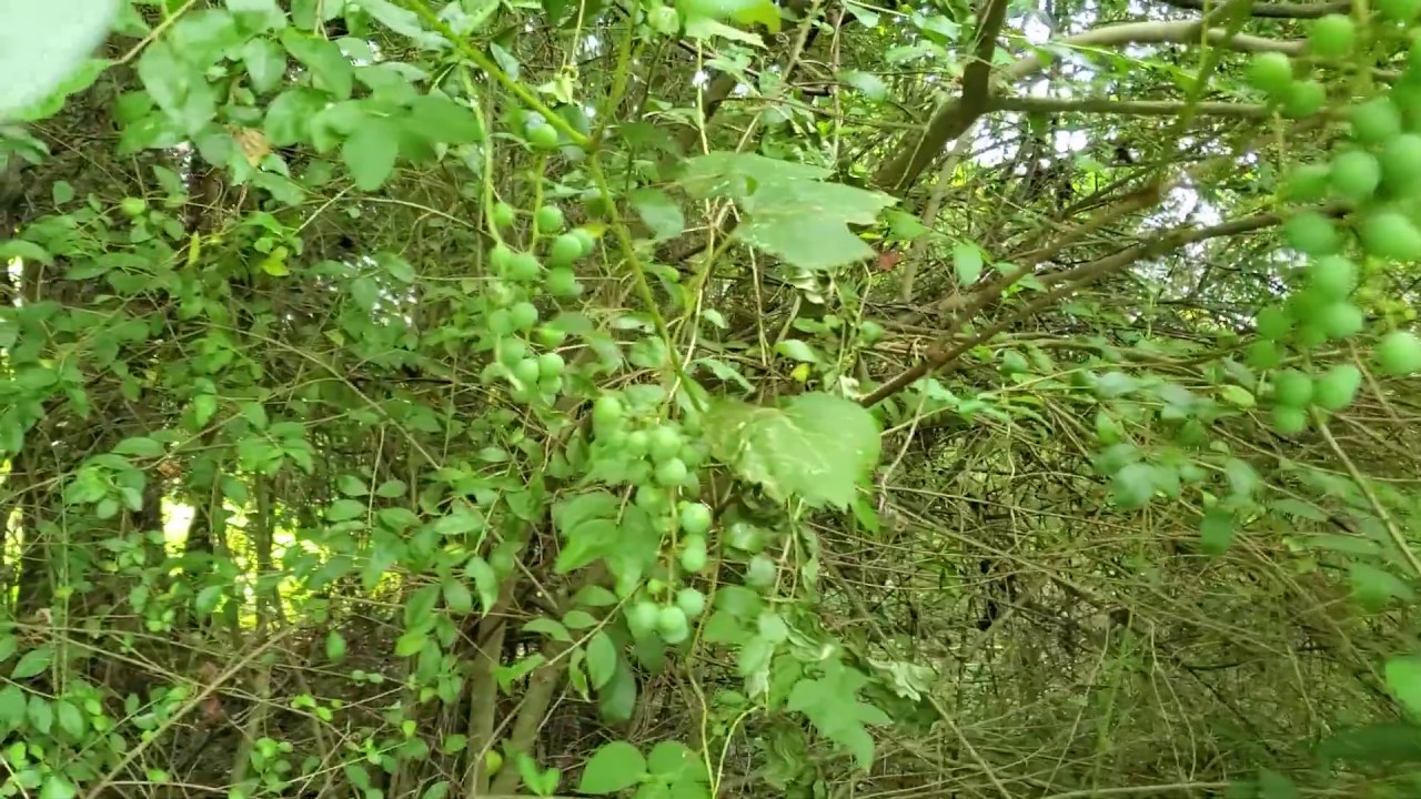 Growing Table Grapes on Weeds! Producing Lots of Grapes on a Young Vine