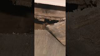 Renters say their floor split wide open inside Atlanta apartment