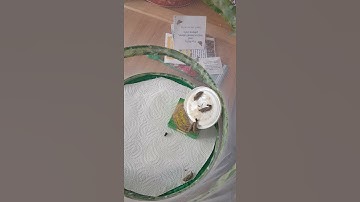 Chrysalides moving after moving to butterfly net
