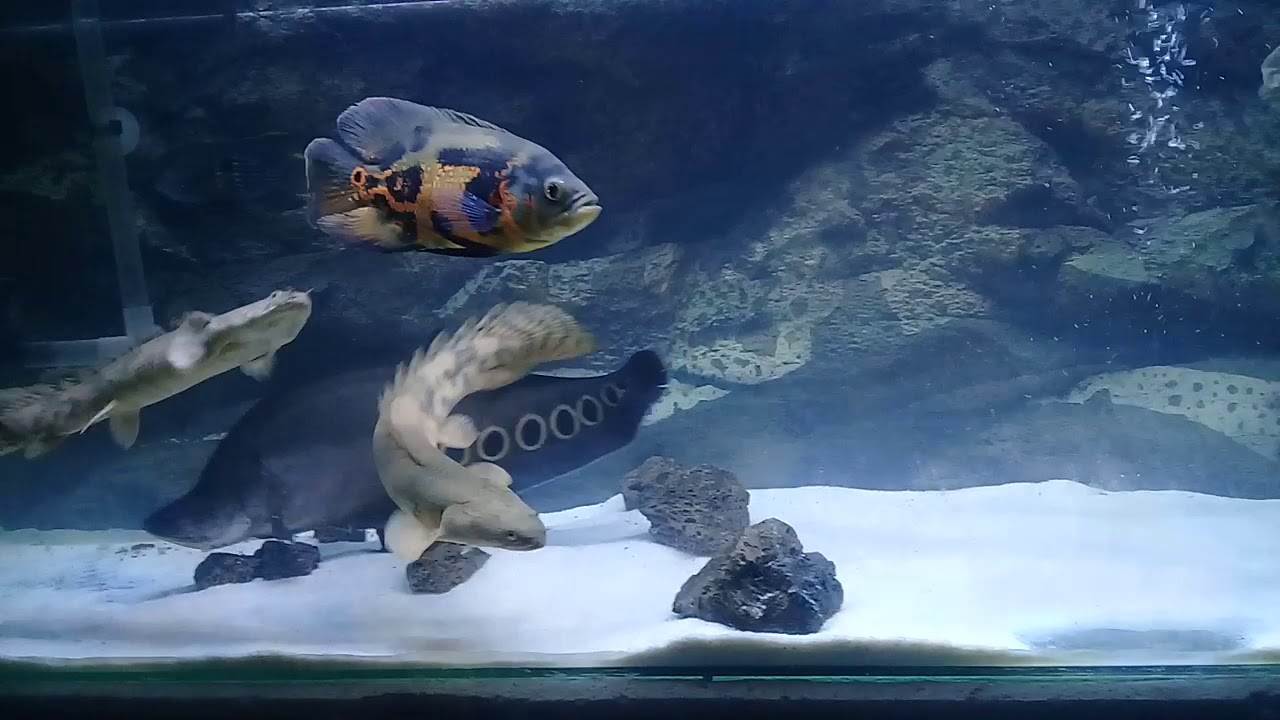 Ikan predator air tawar YouTube