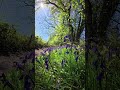 4k slow motion Bluebells #hikingdave79 #hiking #bluebells #walking #nature