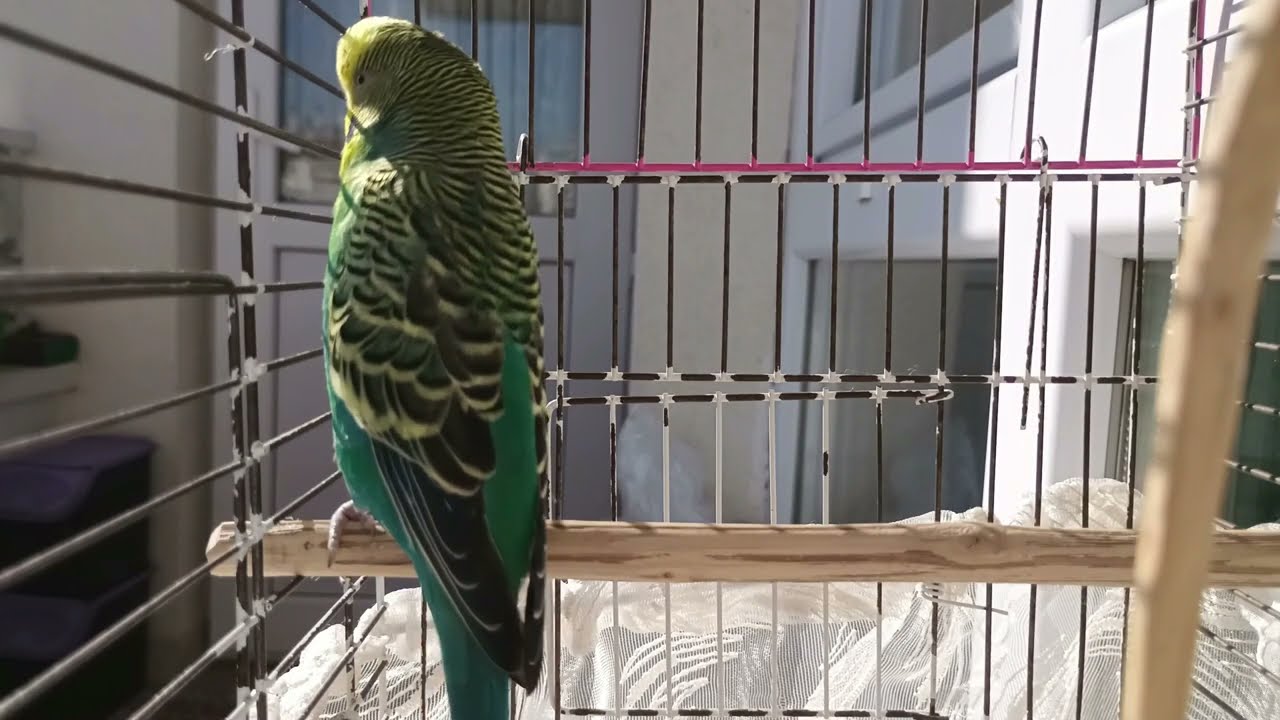 Kuşunuz Konuşmayı Öğrenecek! 30 Dakikalık Muhabbet Kuşu Konuşma Videosu 📢🐦 , Dinlet Konuşsun