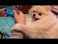 絶対にゲームをさせないモチ【ポメラニアン】