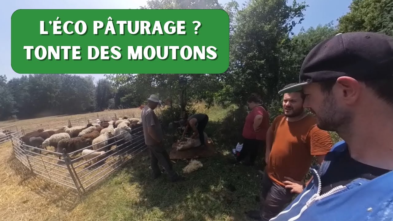 Connaissez vous l'éco pâturage ? Découvrez la tonte des moutons et le projet de Pierre