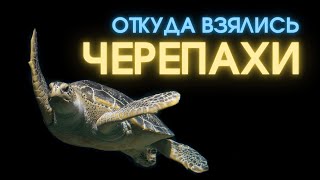 Откуда взялись черепахи?