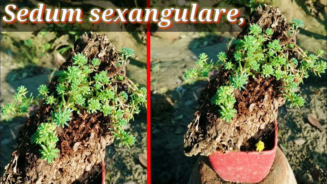 Sedum sexangulare also known as tasteless stonecrop