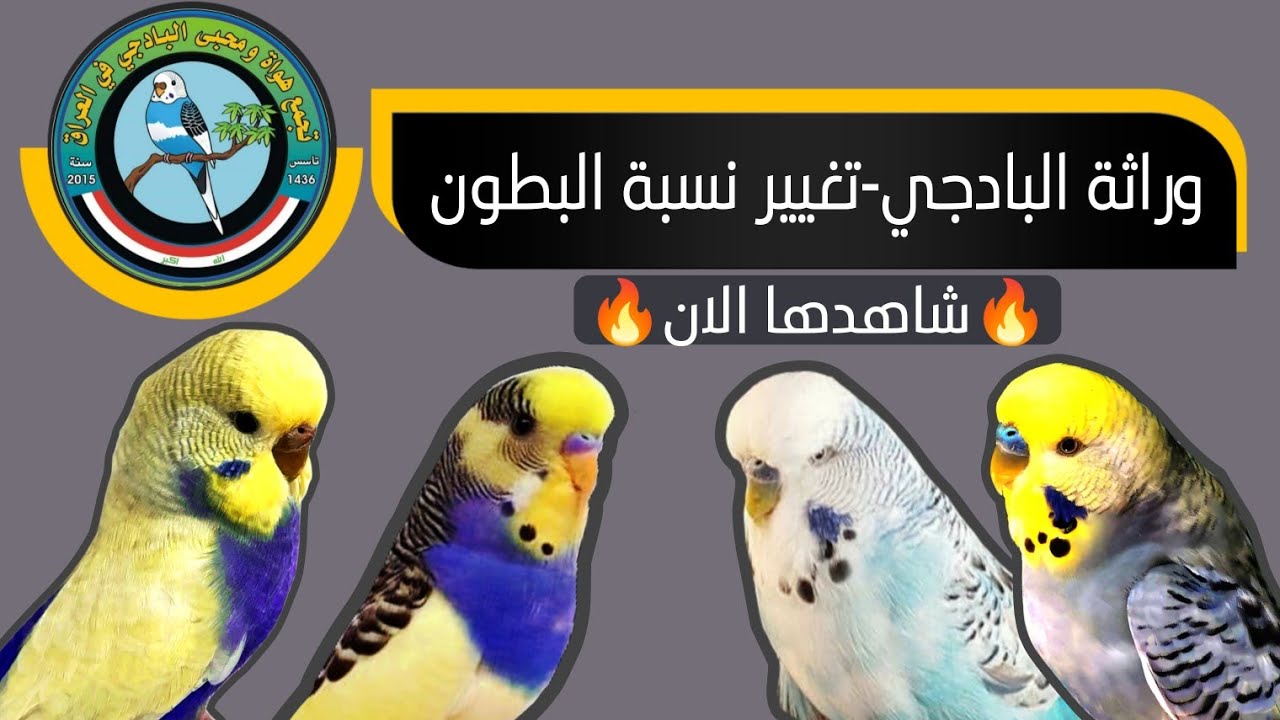 وراثة البادجي (تغيير نسبة البطون)