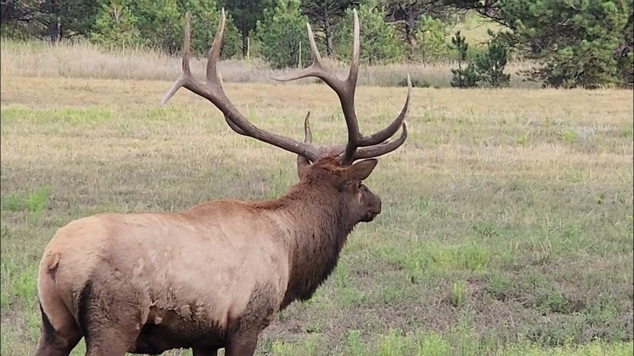 Bull elk bugling YouTube
