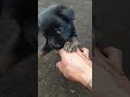 BLACK PUPPY🥰🥰 #dog #cute #puppy #pets