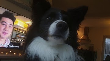 Max the bordercollie doesn