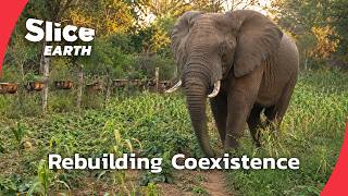 How Gorongosa National Park Brought Wildlife Back After Civil War | SLICE EARTH | FULL DOC