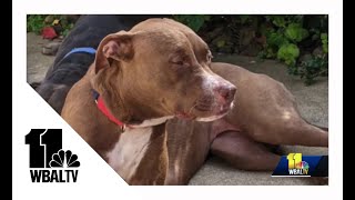 Dahlia from the Maryland SPCA in need of good home