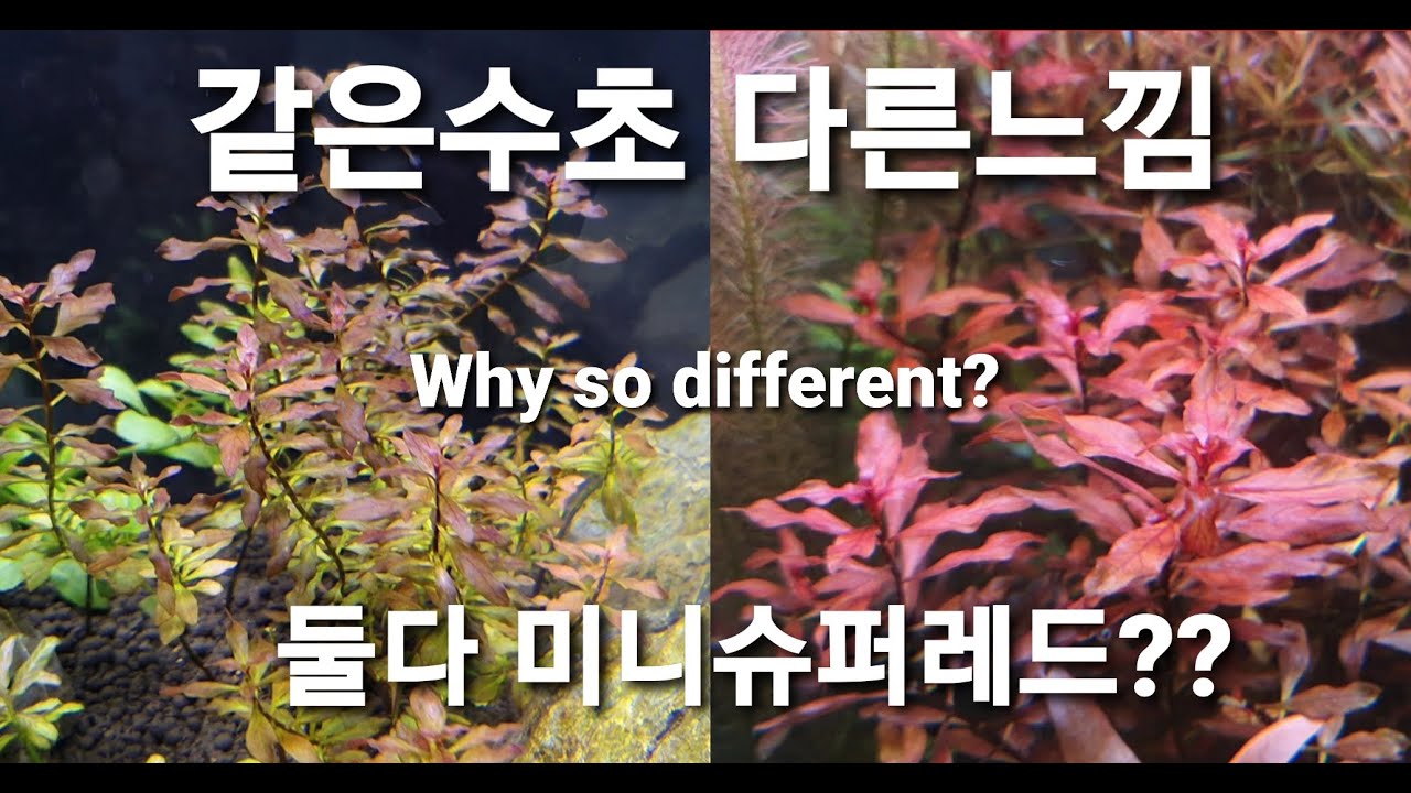 [100초 수초] 미니 슈퍼레드의 변천사! 같은 수초 다른 느낌? 왜 그럴까?/Ludwigia sp. mini super red