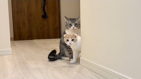 ベランダに知らないおじさんが立っていたら猫たちがこうなっちゃいました…