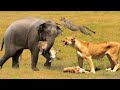Attacked By Elephant !! Lion Vs Elephant | Lion vs elephant who is the King