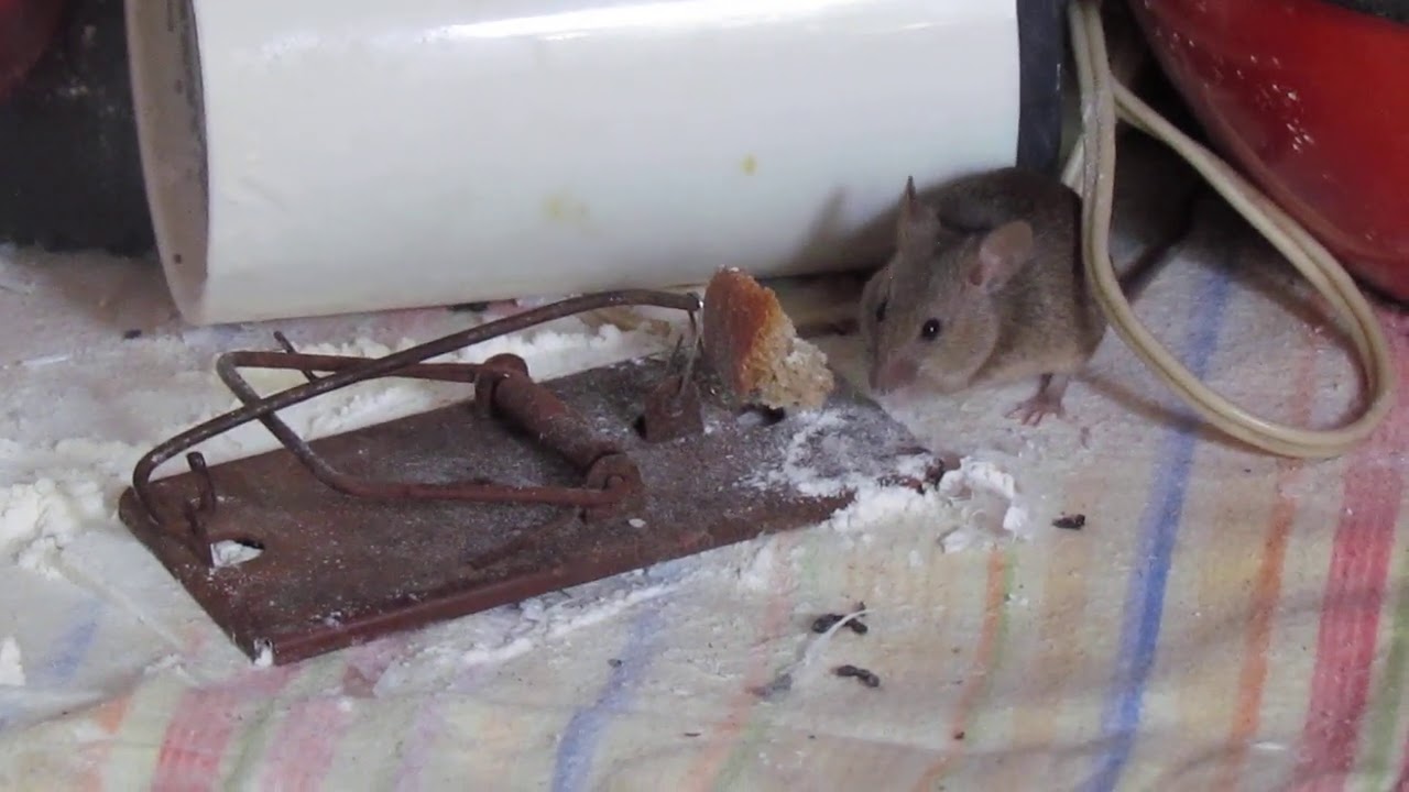 Удалить мышей