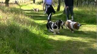 Scottish Basset Hound Walkers at Loch Kinord August 2012 by Ally Crombie 39,404 views 11 years ago 9 minutes, 51 seconds