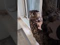 【フクロウ】家族が増えました #shorts